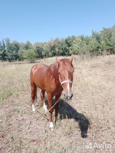 Продам жеребца