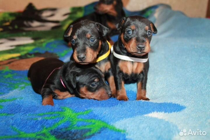 Щенки цвергпинчера