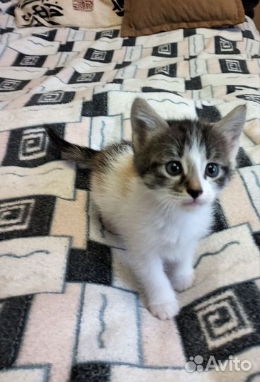 Трёхцветный котёнок