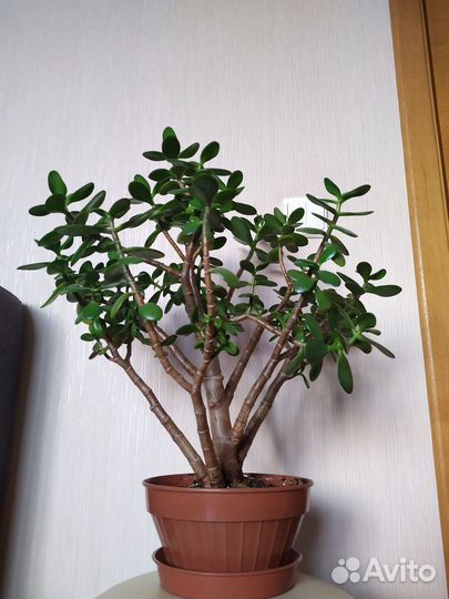 Денежное дерево