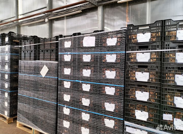 Луковицы тюльпанов для выгонки