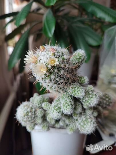 Кактусы и суккуленты