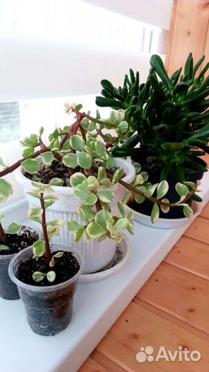 Партулакария афра триколор вариегатная и Хоббит