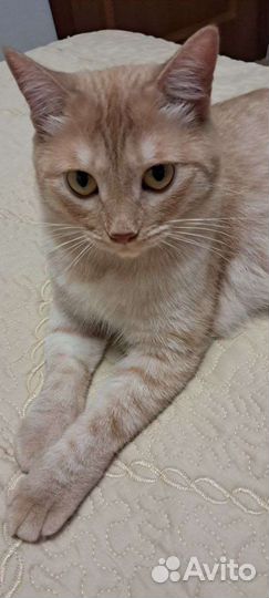 Рыжуля ищет дом