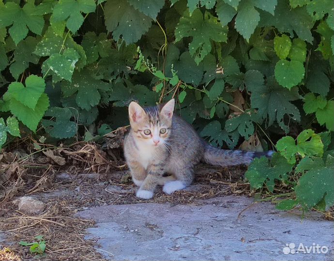 Котята в дар бесплатно