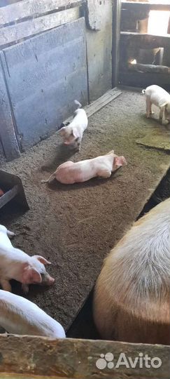 Поросята