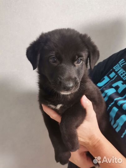 Щенки немецкой овчарки