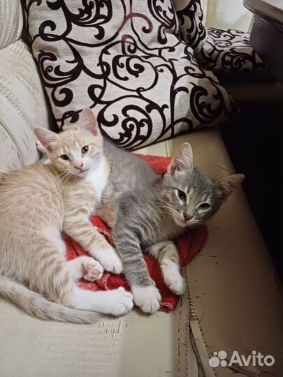 Котята в поиске дома