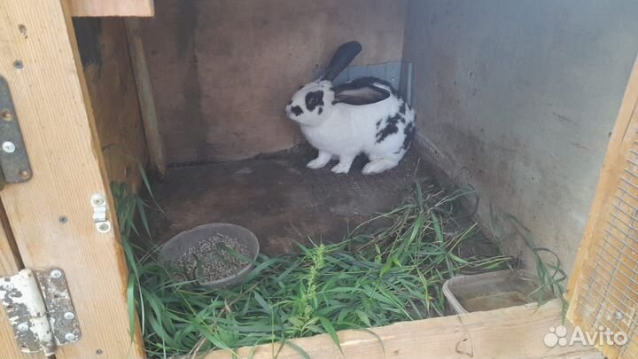 Вязка кроликов