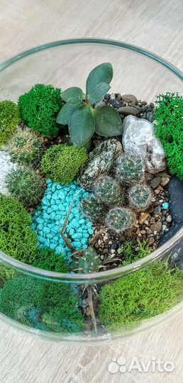 Флорариум с кактусами
