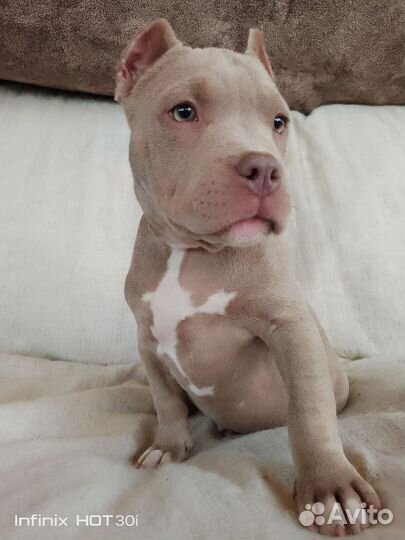 Щенки щенок американский булли