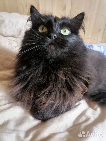 Кошка, 2 года