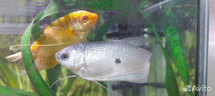 Аквариумные рыбки гурами