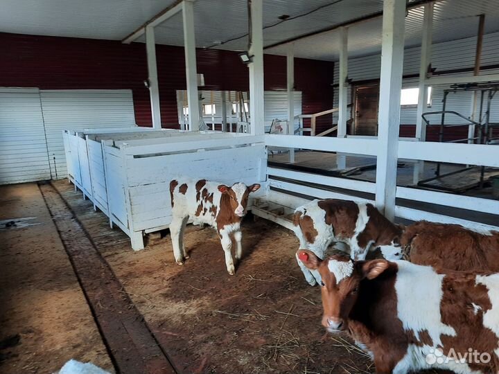 Телочки,три месяца одна гол.и две по месяцу