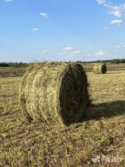 Сено в рулонах, укос 2023г