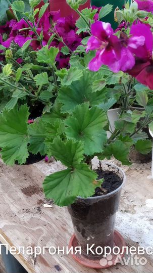 Пеларгония герань