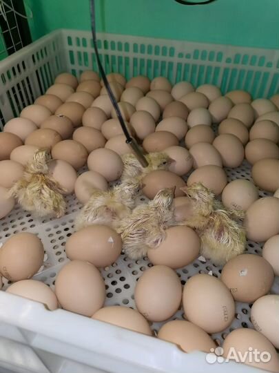 Инкубатор для яиц автоматический