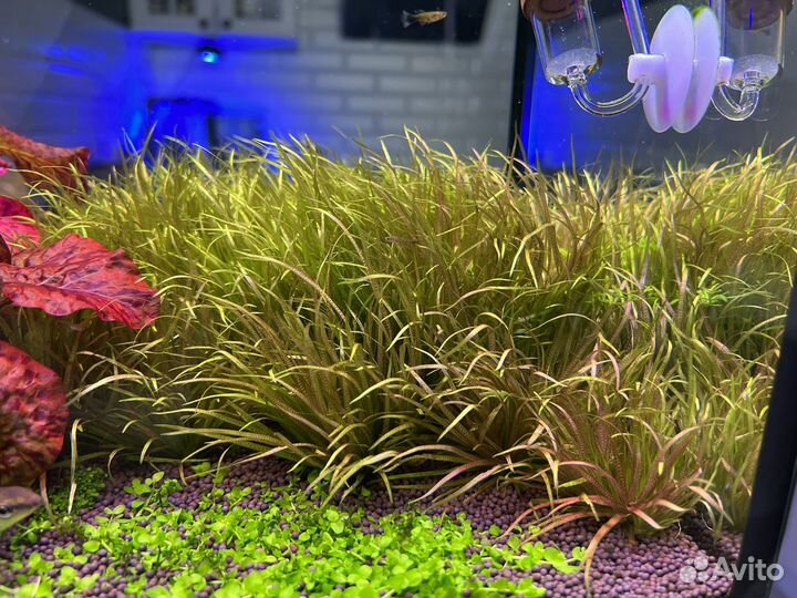 Аквариумные растения,прополка, ракушки