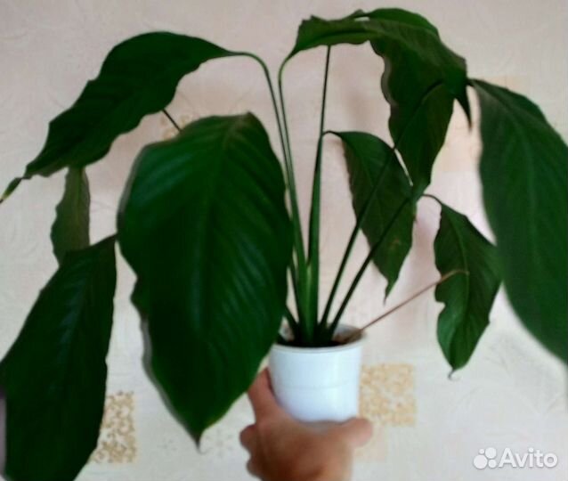 Комнатные растения и обмен