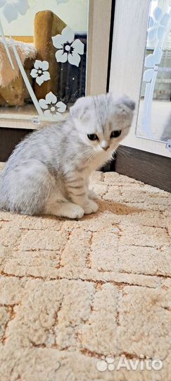 Шотландские вислоухие котята