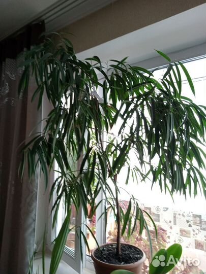 Фикус бенджамина