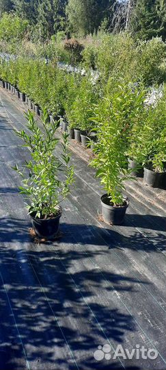 Бирючина обыкновенная