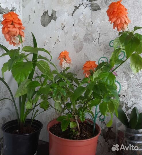 Кроссандра