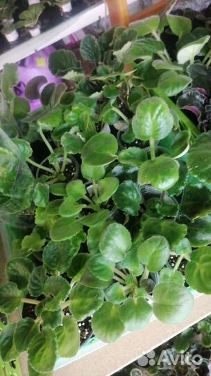 Детки фиалок