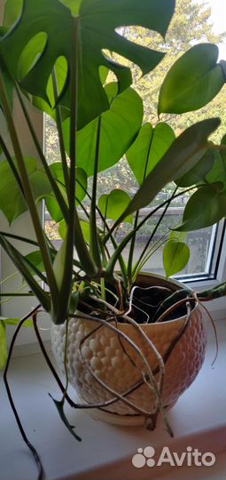 Монстера 4паростка,с горшком