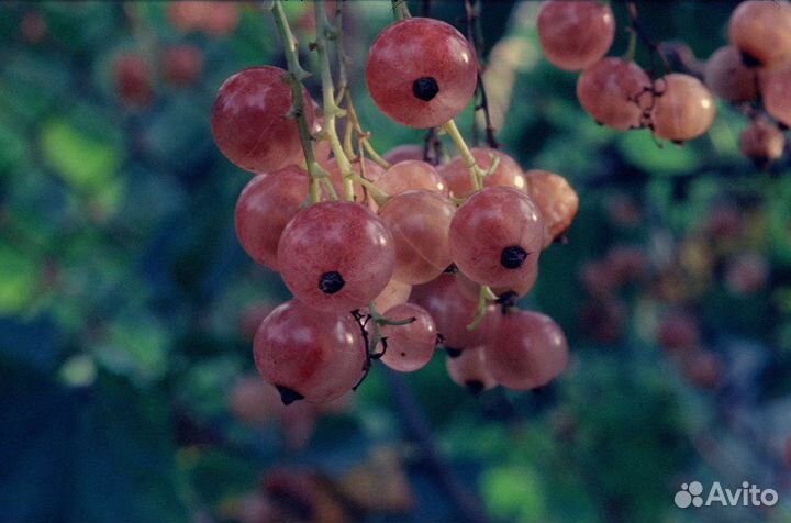 Фотопленка слайд kodak fuji