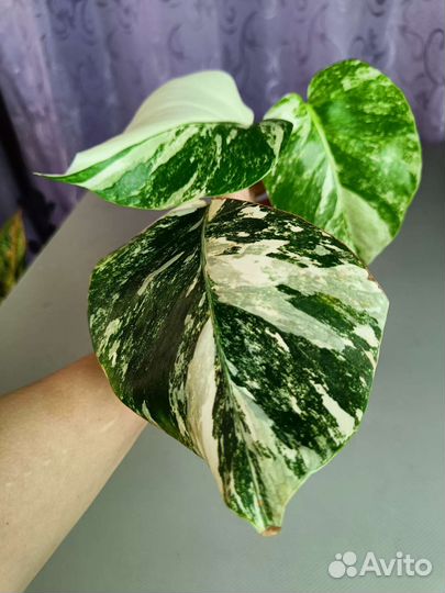 Монстера вариегатная Альба