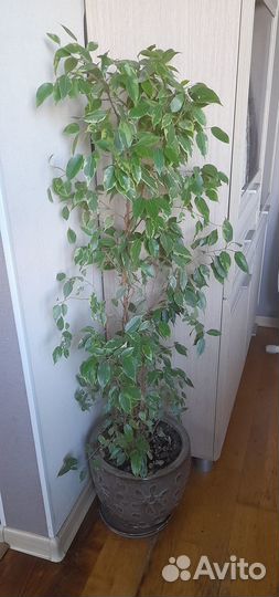 Фикус бенджамина 115 см в керамическом кашпо
