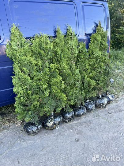 Туя колумна