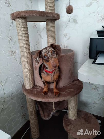 Вязка, такса