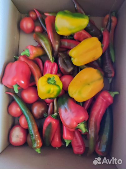 Перец сладкий