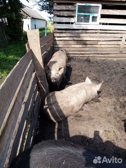 Супоросная свиноматка