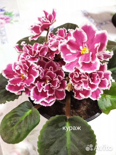 Укорененные листики фиалки