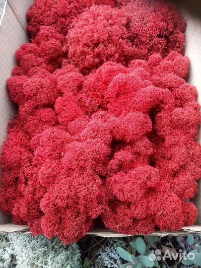 Мох ягель стабилизированный, 1 сорт, темно-красный