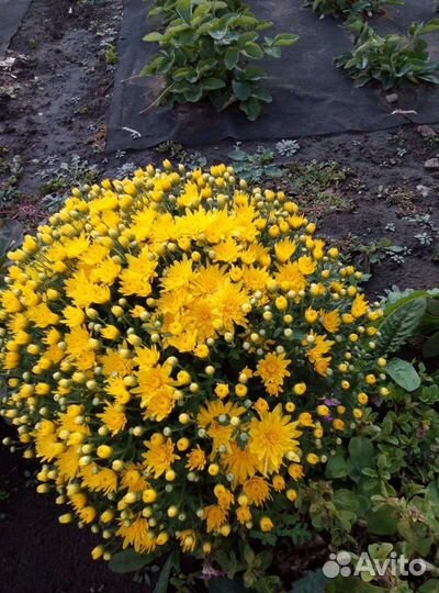 Хризантема многолетняя мультифлора