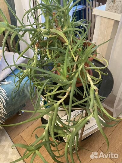 Алое бесплатно