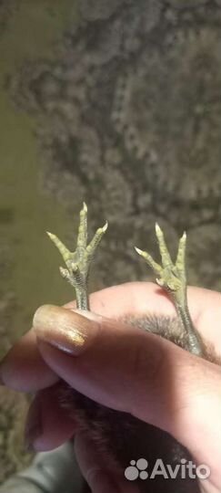 Яйца на инкубацию. Петухи