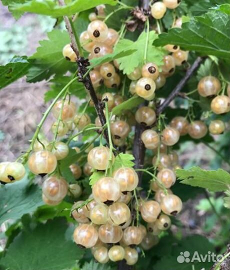 Саженцы смородина красная., черная.,белая. и т.д