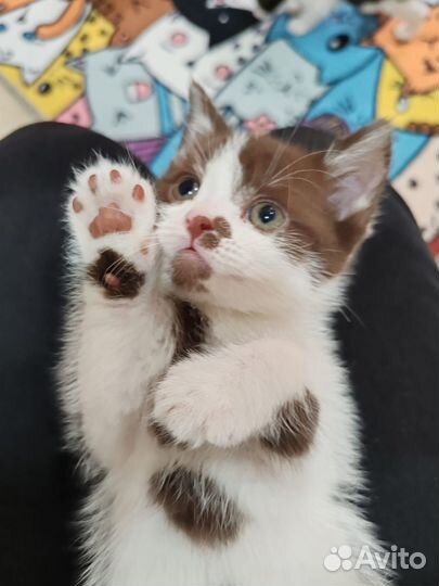 Кошки