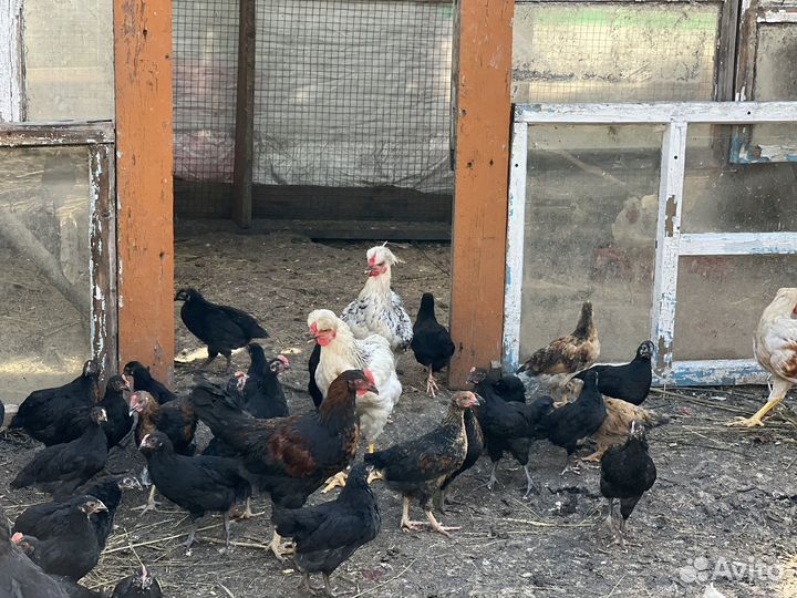 Куры несушки