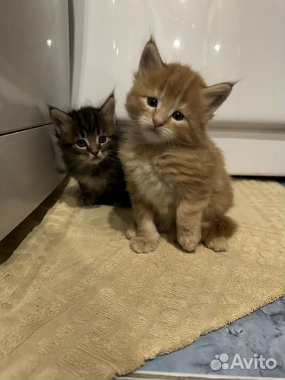 Котята мейкун