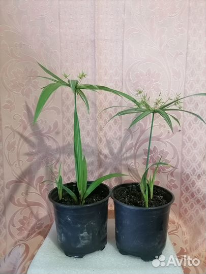 Циперус вариегатный