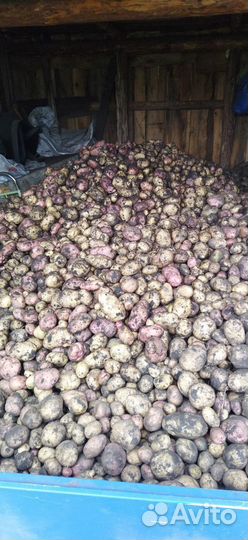 Продам картофель