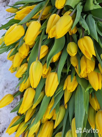 Тюльпаны оптом и в розницу