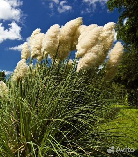 Пампасная трава, Кортадерия (семена, саженцы)