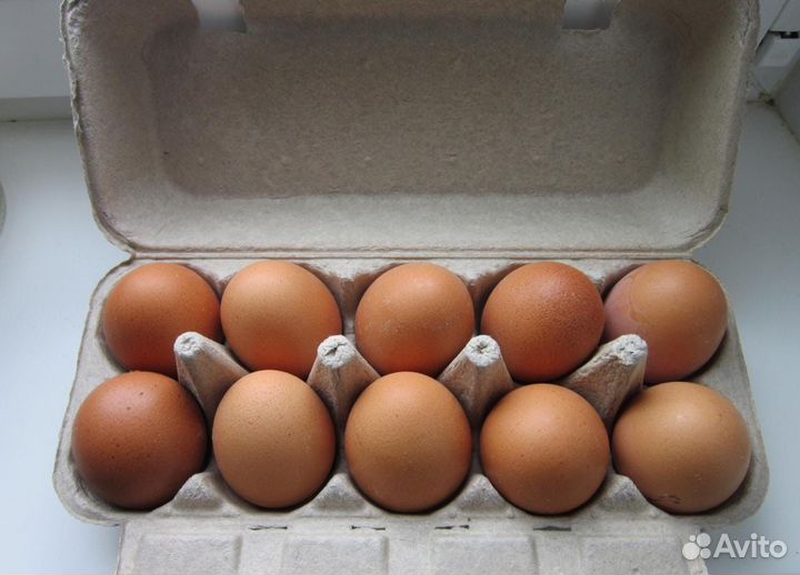 Домашние куриные яйца
